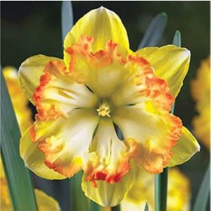 Nandina Botanik 3 Adet Yoğun Kokulu Nergis Çiçek Soğanı  (NERGIZ)-KOD24