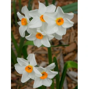 Nandina Botanik 3 Adet Yoğun Kokulu Nergis Çiçek Soğanı  (Narcissus Tazetta-Çin NERGISI)-KOD35