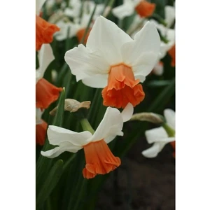 Nandina Botanik 5 Adet Yoğun Kokulu Nergis Çiçek Soğanı  (Narcissus LONGISPATHUS)-KOD109