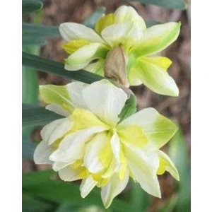 Nandina Botanik 5 Adet Yoğun Kokulu Nergis Çiçek Soğanı  (NERGIZ)-KOD112