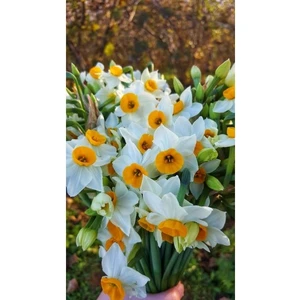 Nandina Botanik 5 Adet Yoğun Kokulu Nergis Çiçek Soğanı  (NERGIZ)-KOD118