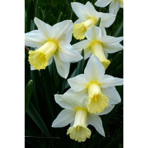 Nandina Botanik 3 Adet Yoğun Kokulu Nergis Çiçek Soğanı  (Narcissus LONGISPATHUS)-KOD69