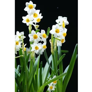 Nandina Botanik 5 Adet Yoğun Kokulu Nergis Çiçek Soğanı  (Narcissus Tazetta-Çin NERGISI)-KOD146