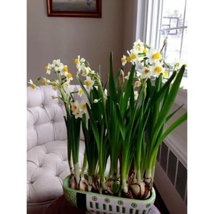 Nandina Botanik 3 Adet Yoğun Kokulu Nergis Çiçek Soğanı  (Narcissus Tazetta-Çin NERGISI)-KOD58