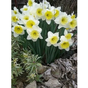 Nandina Botanik 3 Adet Yoğun Kokulu Nergis Çiçek Soğanı  (NERGIZ)-KOD63