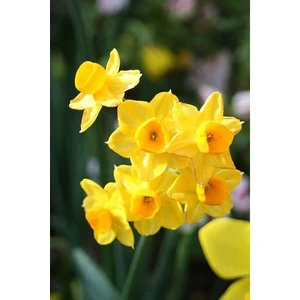 Nandina Botanik 3 Adet Yoğun Kokulu Nergis Çiçek Soğanı  (Narcissus Tazetta-Çin NERGISI)-KOD65