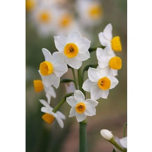 Nandina Botanik 3 Adet Yoğun Kokulu Nergis Çiçek Soğanı  (Narcissus Tazetta-Çin NERGISI)-KOD70