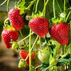 Ucuzluk Diyarı 91 Adet Sweet Ann Çilek Fidesi Kokolu Açık Köktür