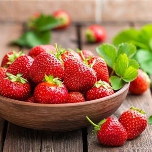 Ucuzluk Diyarı 101 Adet  ( Çok Verimli )  Çilek Fidesi Kokolu Açık Köktür