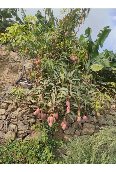 İstanbul Tropikal Özel Nadir Bulunan Mango Fidanı