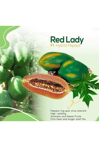 İstanbul Tropikal Naturel Tüplü Green Star Özel Üretim Papaya Fidanı (800-120 Cm)