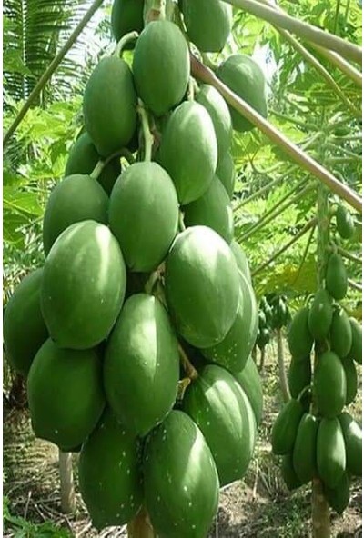 İstanbul Tropikal Naturel Tüplü Green Star Özel Üretim Papaya Fidanı (800-120 Cm)
