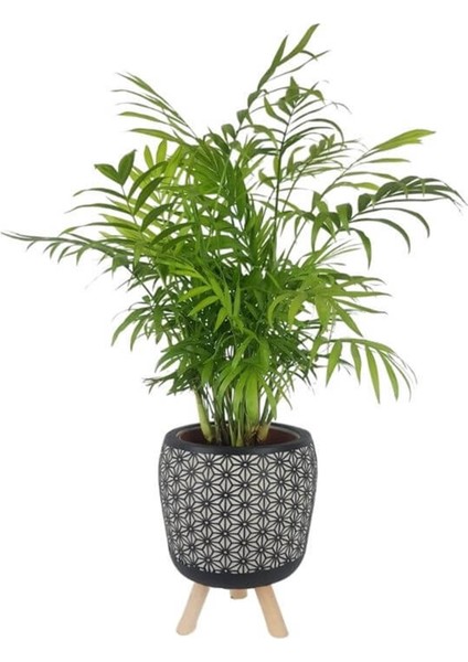 Motifli Siyah Saksıda Dağ Palmiyesi 17CM