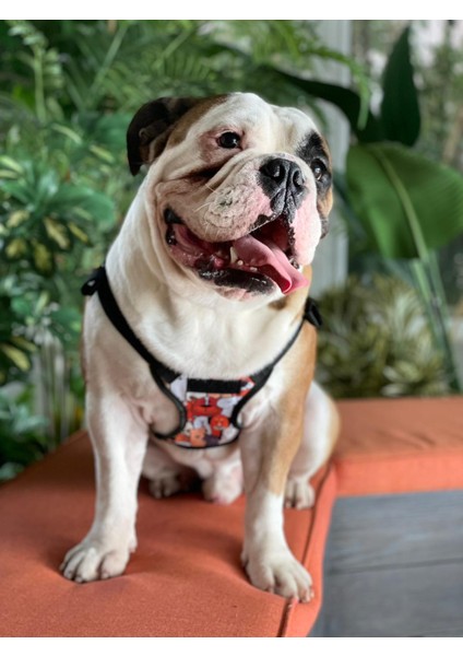 Köpek Sırt Çantası fırsatları