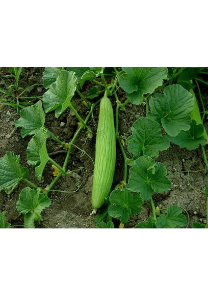 Acur Tohumu 5gr - (250+ Adet Tohum) Paşa Tohumculuk Balıkesir
