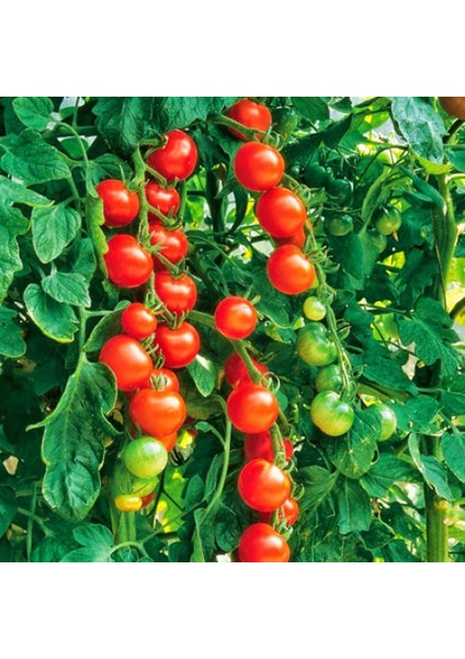 Domates Cherry (Çeri) Tohumu 2gr - (400+ Adet Tohum) Paşa Tohumculuk Balıkesir modelleri