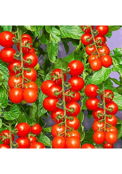 Domates Cherry (Çeri) Tohumu 1gr - (200+ Adet Tohum) Paşa Tohumculuk Balıkesir