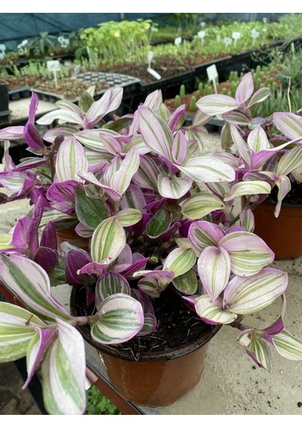 Tradescantia Nanouk Telgraf Çiçeği 13 Lük Saksıda
