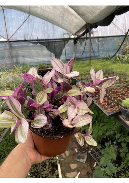 Tradescantia Nanouk Telgraf Çiçeği 13 Lük Saksıda