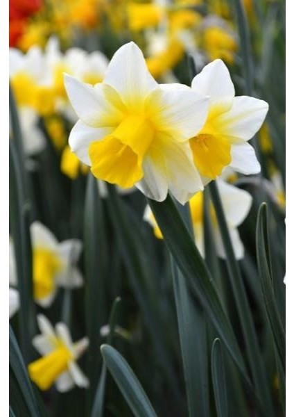 3 Adet Yoğun Kokulu Nergis Çiçek Soğanı (Narcissus LONGISPATHUS)-KOD25
