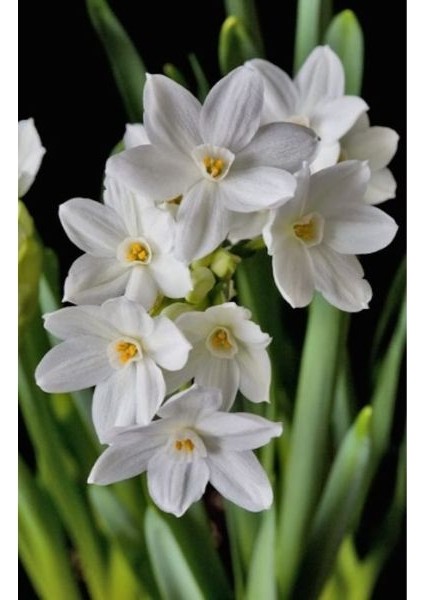 5 Adet Yoğun Kokulu Nergis Çiçek Soğanı (Narcissus Tazetta-Çin NERGISI)-KOD99