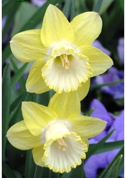 5 Adet Yoğun Kokulu Nergis Çiçek Soğanı (Narcissus LONGISPATHUS)-KOD114