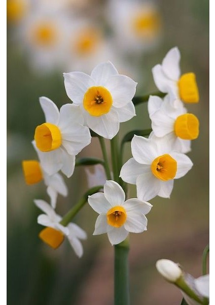 3 Adet Yoğun Kokulu Nergis Çiçek Soğanı (Narcissus Tazetta-Çin NERGISI)-KOD70