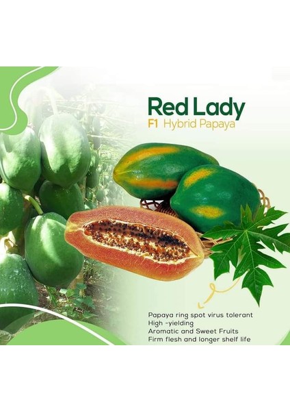 Naturel Tüplü Green Star Özel Üretim Papaya Fidanı (80-120 Cm)