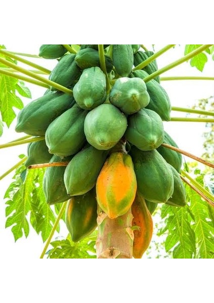 Naturel Tüplü Green Star Özel Üretim Papaya Fidanı (80-120 Cm)