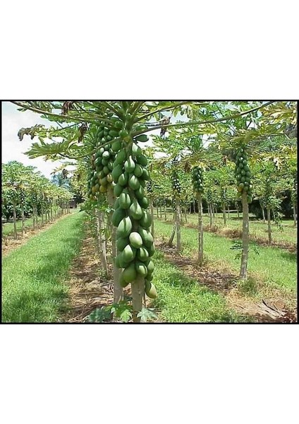 Naturel Tüplü Green Star Özel Üretim Papaya Fidanı (80-120 Cm)