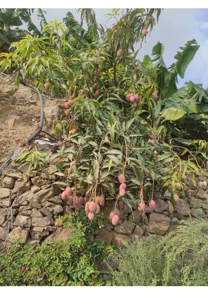 Tüplü Türkiye'de Yetişebilen Mango Fidanı