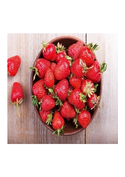 16 Adet Rubugen Çilek Fidesi Kokolu Açık Köktür