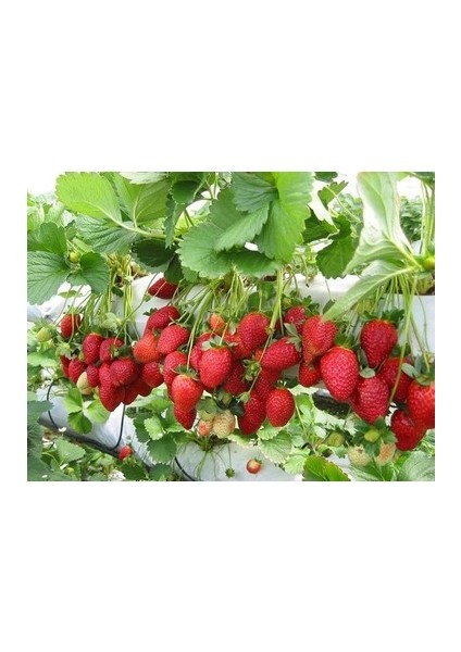 26 Adet Sweet Ann Çilek Fidesi Kokolu Açık Köktür