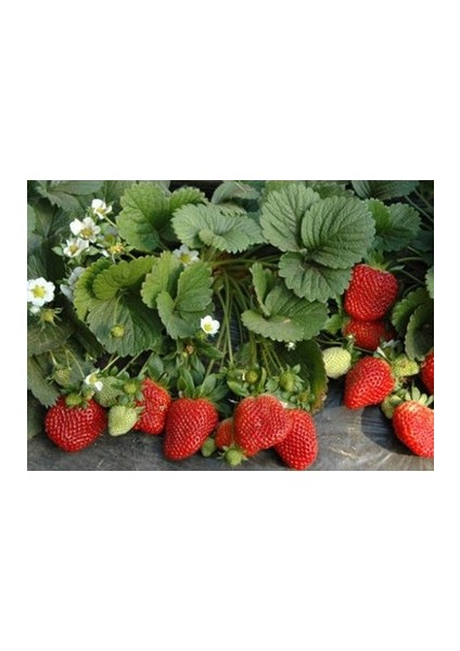 21 Adet Palamor Çilek Fidesi Kokolu Açık Köktür