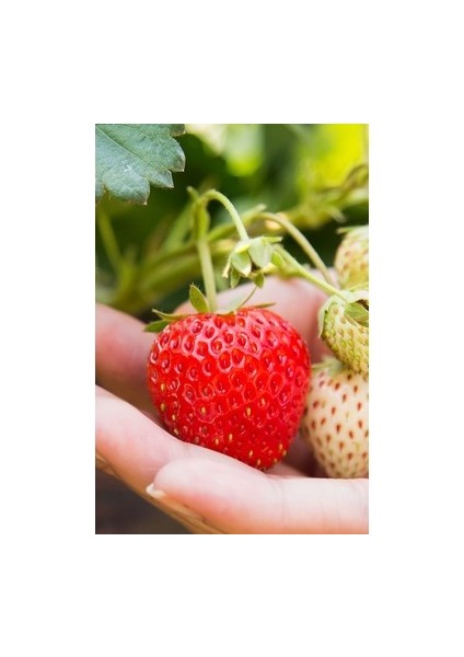 21 Adet Kabarla Çilek Fidesi Kokolu Açık Köktür