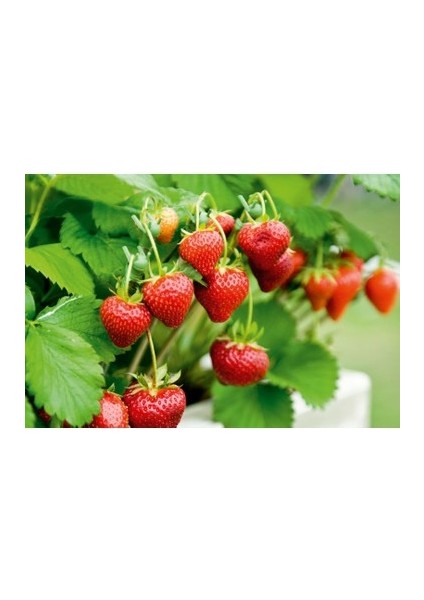 11 Adet Calgaiant-3 Çilek Fidesi Kokolu Açık Köktür