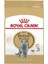 British Shorthair Adult Kedi Kuru Maması 2 kg 1