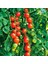 Domates Cherry (Çeri) Tohumu 2gr - (400+ Adet Tohum) Paşa Tohumculuk Balıkesir 3
