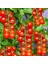 Domates Cherry (Çeri) Tohumu 2gr - (400+ Adet Tohum) Paşa Tohumculuk Balıkesir 4