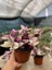 Tradescantia Nanouk Telgraf Çiçeği 13 Lük Saksıda 1