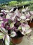 Tradescantia Nanouk Telgraf Çiçeği 13 Lük Saksıda 2