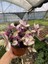 Tradescantia Nanouk Telgraf Çiçeği 13 Lük Saksıda 3