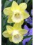 5 Adet Yoğun Kokulu Nergis Çiçek Soğanı (Narcissus LONGISPATHUS)-KOD114 1
