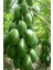 Naturel Tüplü Green Star Özel Üretim Papaya Fidanı (80-120 Cm) 4