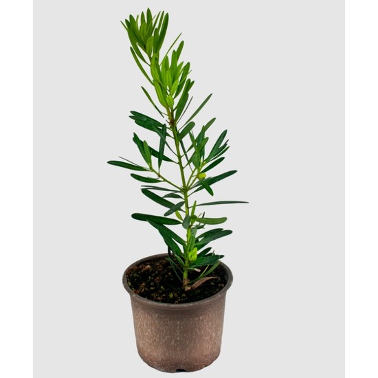 Grow Botanik Saksılı Porsuk Ağacı Fidanı (20 Cm)