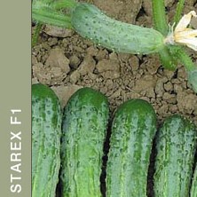 Karahasanoğlu Tarım Starex F1 (Turşuluk Hıyar) Tohumu 10 gr Ortalama 300 Adet Tohum