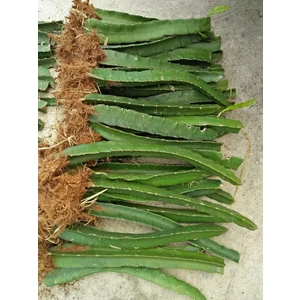 Geliyor - Beyaz Pitaya Dragon Ejder Meyvesi Çelik Fidanı (Boy 20-30CM)