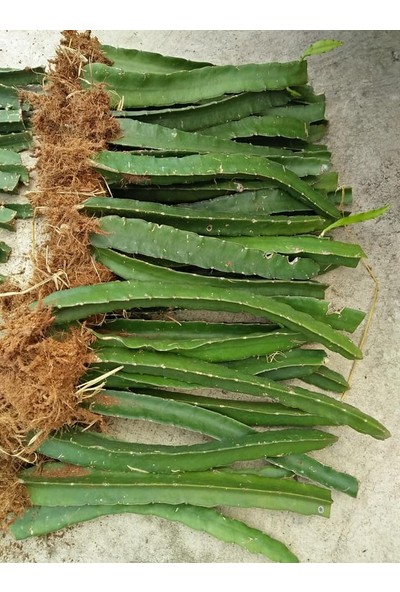 Fidan Geliyor - Beyaz Pitaya Dragon Ejder Meyvesi Çelik Fidanı (Boy 20-30CM)
