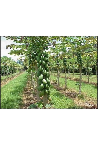 İstanbul Tropikal Tropikal Papaya (Ağaç Kavunu) Fidanı
