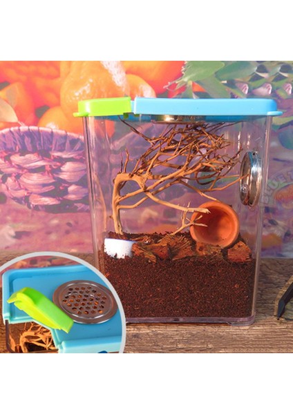 Sürüngen Amfibi Kertenkeleler Için 2x Sürüngen Örümcek Kuluçka Kutusu Besleme Kutusu (Yurt Dışından) modelleri